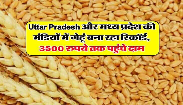 Uttar Pradesh और मध्य प्रदेश की मंडियों में गेहूं बना रहा रिकॉर्ड, 3500 रुपये तक पहुंचे दाम