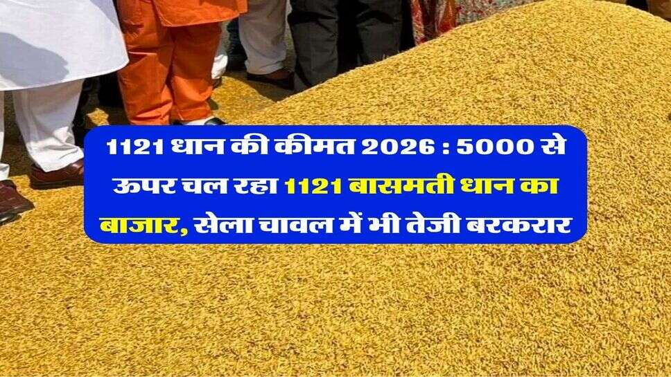 1121 धान की कीमत 2026 : 5000 से ऊपर चल रहा 1121 बासमती धान का बाजार, सेला चावल में भी तेजी बरकरार