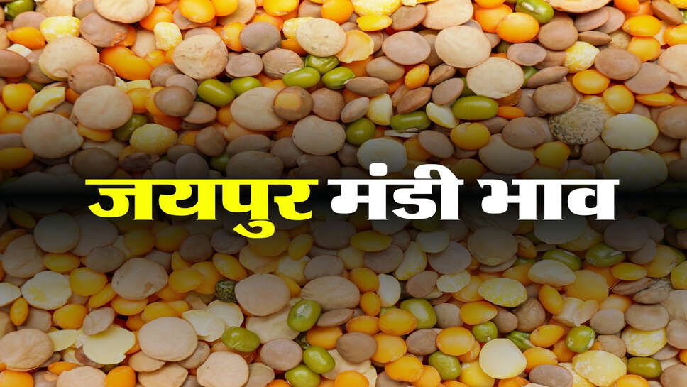 जयपुर मंडी भाव 22 सितंबर 2026: दलहन फसलों में 200 से 500 रुपए तेजी, ग्वार गम और सीड मंदे
