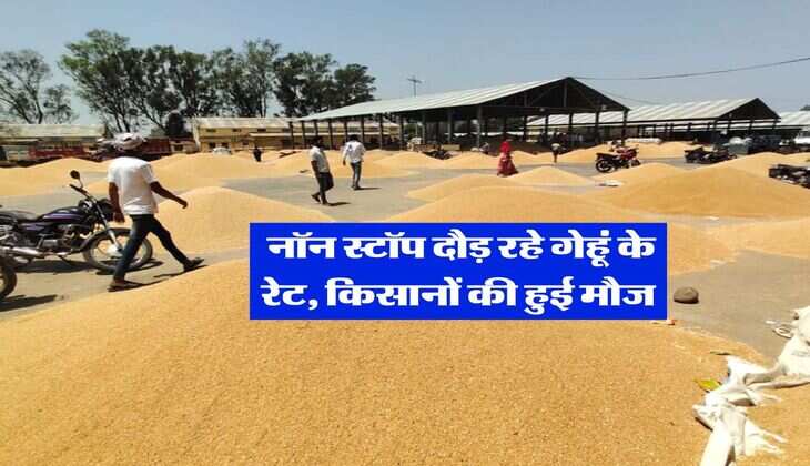 Mandi Bhav 2025 : नॉन स्टॉप दौड़ रहे गेहूं के रेट, किसानों की हुई मौज