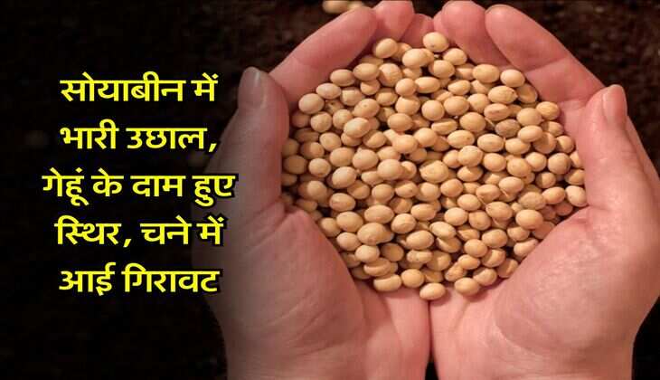 Kota Mandi Bhav : सोयाबीन में भारी उछाल, गेहूं के दाम हुए स्थिर, चने में आई गिरावट