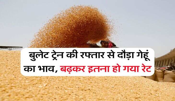Gehu Ka Bhav august 2025 :  बुलेट ट्रेन की रफ्तार से दौड़ा गेहूं का भाव, बढ़कर इतना हो गया रेट