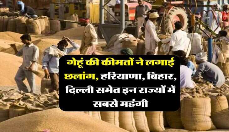 Gehu Mandi Rate : गेहूं की कीमतों ने लगाई छलांग, हरियाणा, बिहार, दिल्ली समेत इन राज्यों में सबसे महंगी