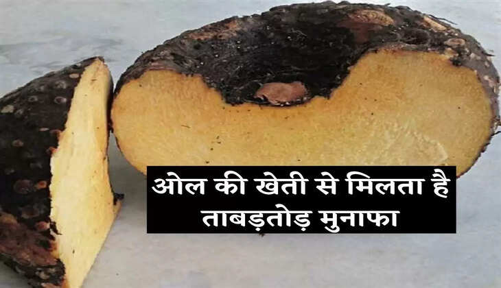 Huge profits are obtained from the cultivation of ol'