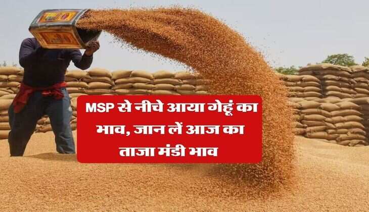 Gehu Bhav : MSP से नीचे आया गेहूं का भाव, जान लें आज का ताजा मंडी भाव&nbsp;
