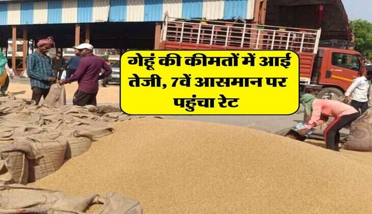 Wheat Rate : गेहूं की कीमतों में आई तेजी, 7वें आसमान पर पहुंचा रेट&nbsp;