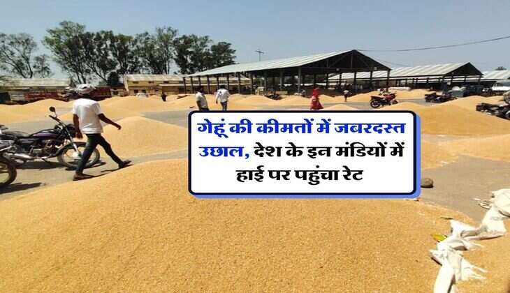 Gehu Rate : गेहूं की कीमतों में जबरदस्त उछाल, देश के इन मंडियों में हाई पर पहुंचा रेट 