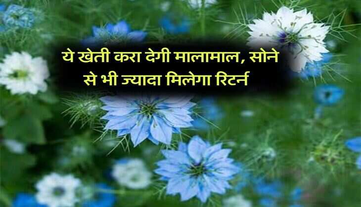 Agri Tips : ये खेती करा देगी मालामाल, सोने से भी ज्यादा मिलेगा रिटर्न