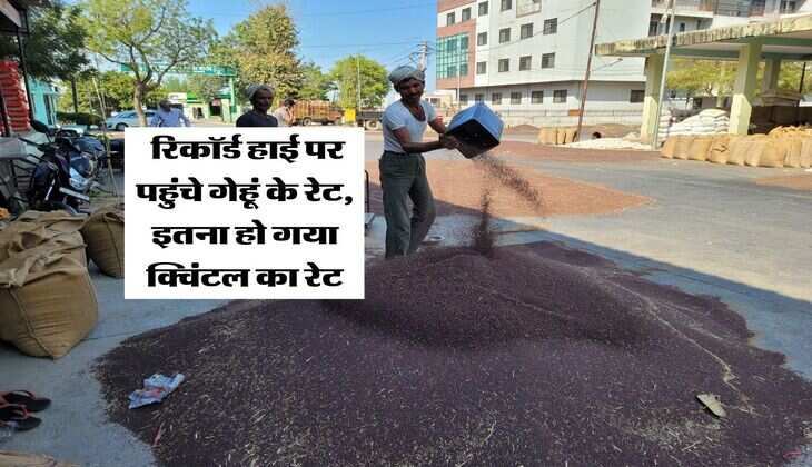 Sarso Rate hike : रिकॉर्ड हाई पर पहुंचे गेहूं के रेट, इतना हो गया क्विंटल का रेट