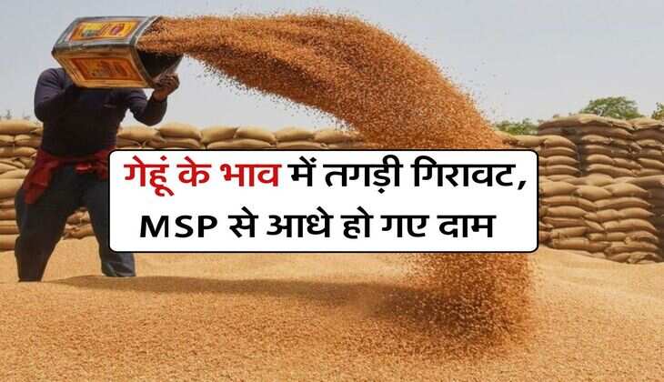 Wheat Rate Down : गेहूं के भाव में तगड़ी गिरावट, MSP से आधे हो गए दाम