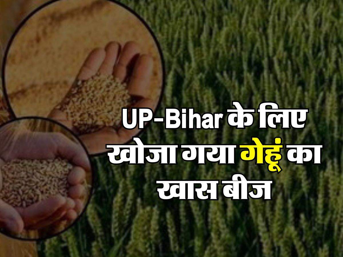 UP-Bihar के लिए खोजा गया गेहूं का खास बीज, अब होगी बंपर पैदावार