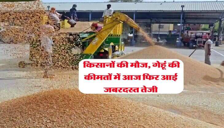 Wheat Rate Today : किसानों की मौज, गेहूं की कीमतों में आज फिर आई जबरदस्त तेजी