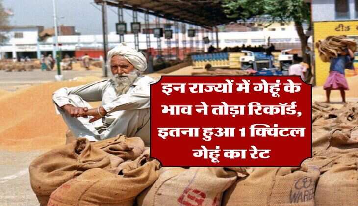 wheat price hike : इन राज्यों में गेहूं के भाव ने तोड़ा रिकॉर्ड, इतना हुआ 1 क्विंटल गेहूं का रेट