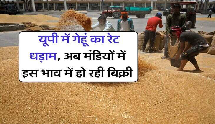 UP Wheat Rate : यूपी में गेहूं का रेट धड़ाम, अब मंडियों में इस भाव में हो रही बिक्री