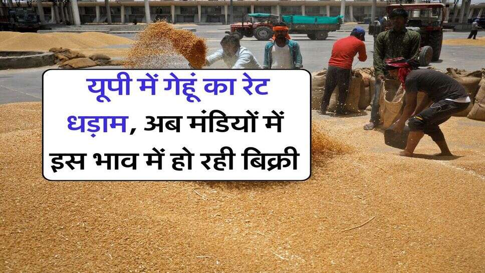 UP Wheat Rate : यूपी में गेहूं का रेट धड़ाम, अब मंडियों में इस भाव में हो रही बिक्री