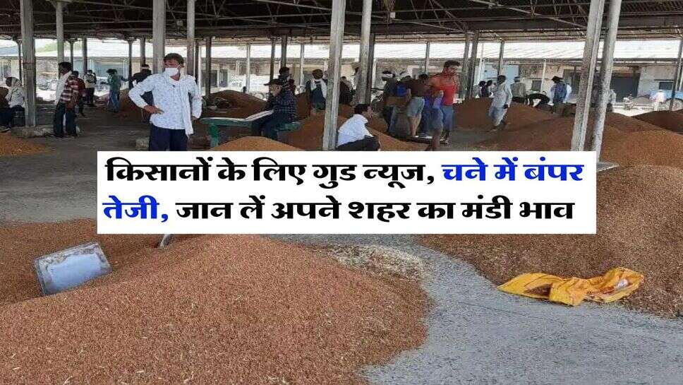 Chana Bhav : किसानों के लिए गुड न्यूज, चने में बंपर तेजी, जान लें अपने शहर का मंडी भाव&nbsp;