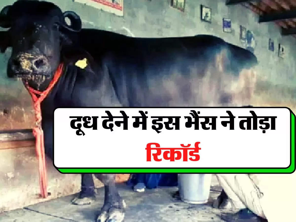  Buffalo Broke the Record - दूध देने में इस भैंस ने तोड़ा रिकॉर्ड, मालिक ने बताया दूध देने का राज 