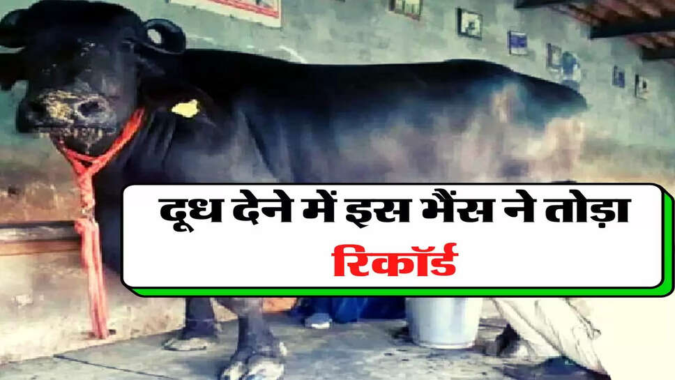 &nbsp;Buffalo Broke the Record - दूध देने में इस भैंस ने तोड़ा रिकॉर्ड, मालिक ने बताया दूध देने का राज&nbsp;
