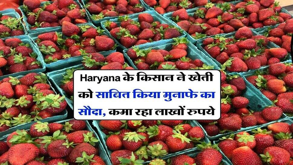 Haryana के किसान ने खेती को साबित किया मुनाफे का सौदा, कमा रहा लाखों रुपये
