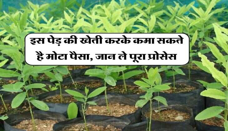 Business Idea : इस पेड़ की खेती करके कमा सकते है मोटा पैसा, जान ले पूरा प्रोसेस