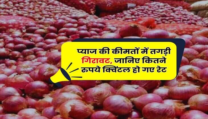 Onion Price Down : प्याज की कीमतों में तगड़ी गिरावट, जानिए कितने रुपये क्विंटल हो गए रेट