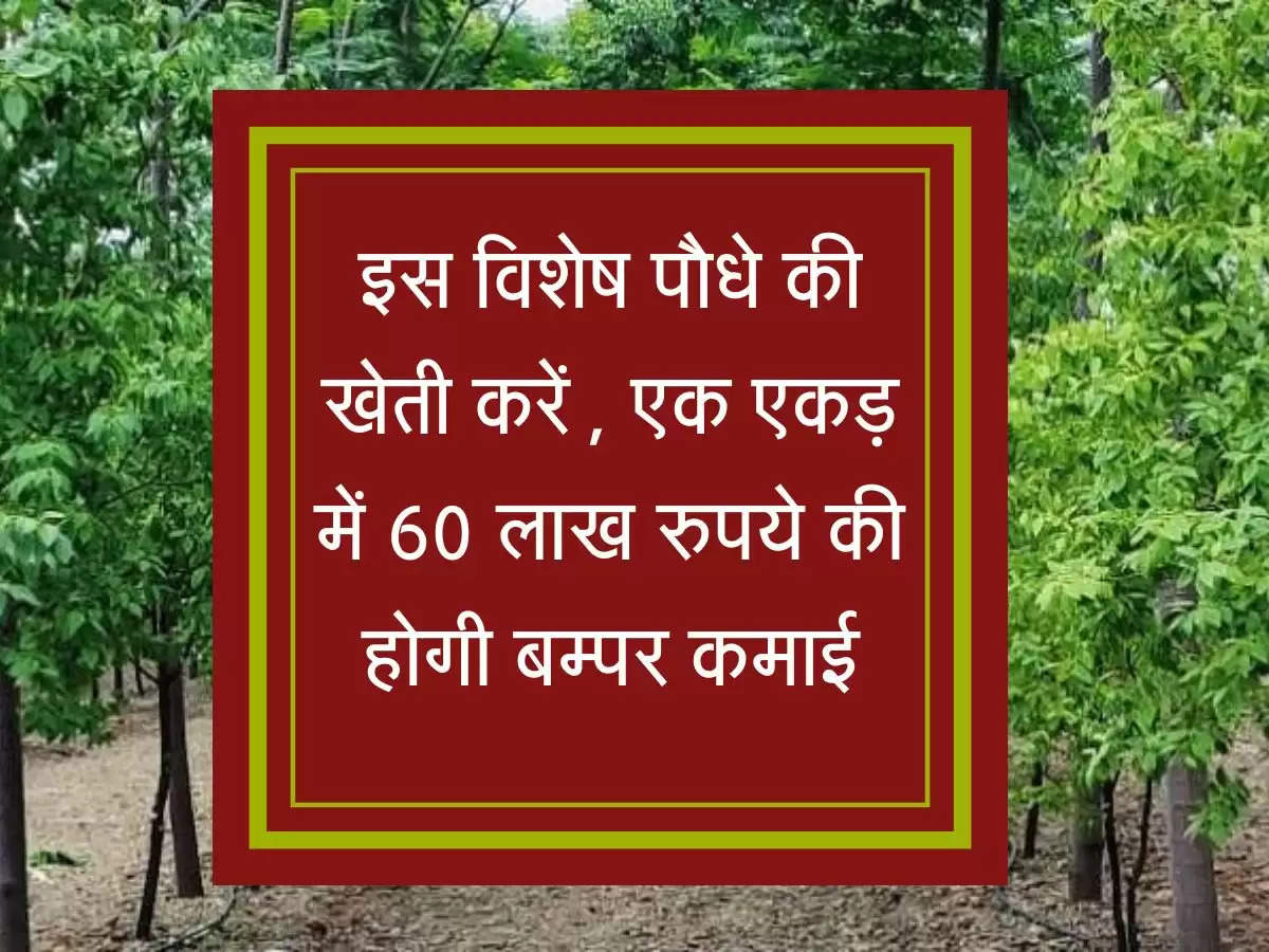 इस विशेष पौधे की खेती करें , एक एकड़ में 60 लाख रुपये की होगी बम्पर कमाई