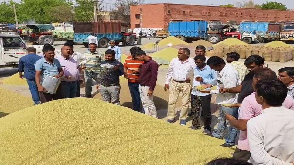 मेड़ता मंडी भाव 22 सितंबर 2026: मुंग, जीरा और इसबगोल के भाव रहें ऊंचे, चना, ग्वार मंदे