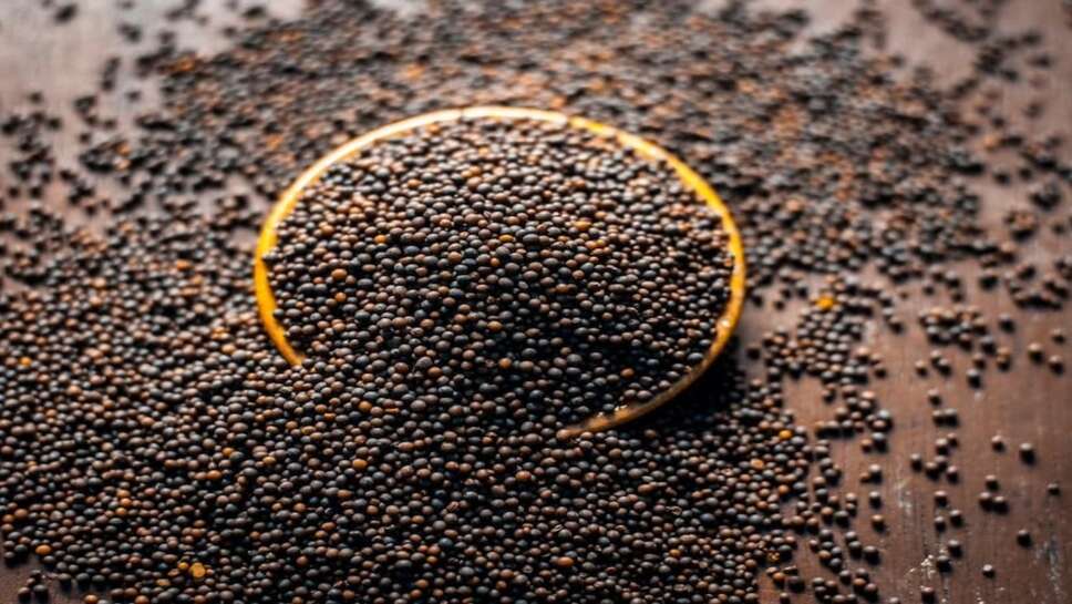 जयपुर मंडी भाव 19 सितंबर 2026: सरसों के भाव तेज, ग्वार-ग्वारगम में भी तेजी, तेलों में नरमी