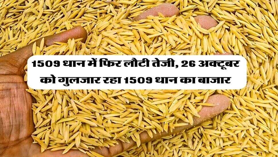1509 Dhan price : 1509 धान में फिर लौटी तेजी, 26 अक्टूबर को गुलजार रहा 1509 धान का बाजार