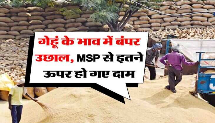 Wheat Price Hike : गेहूं के भाव में बंपर उछाल, MSP से इतने ऊपर हो गए दाम
