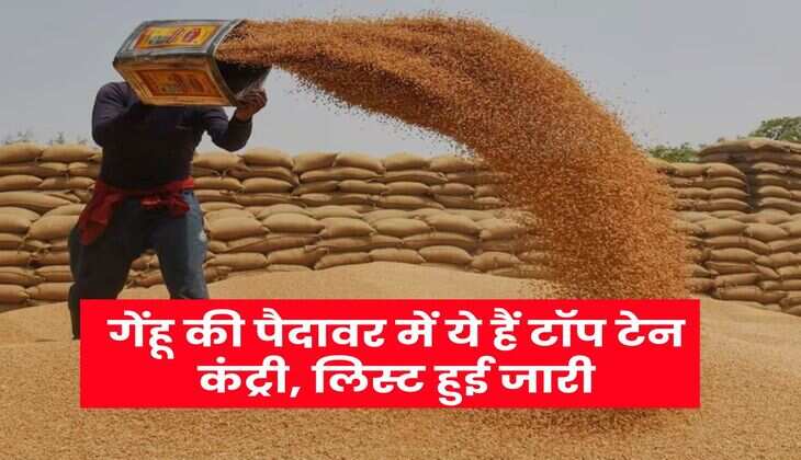 गेंहू की पैदावर में ये हैं टॉप टेन कंट्री, लिस्ट हुई जारी