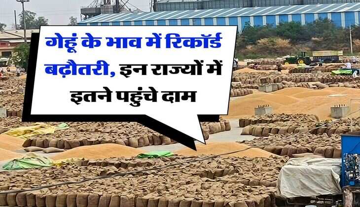 Wheat price hike : गेहूं के भाव में रिकॉर्ड बढ़ौतरी, इन राज्यों में इतने पहुंचे दाम