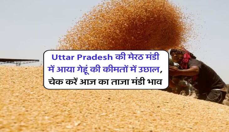 Uttar Pradesh की मेरठ मंडी में आया गेहूं की कीमतों में उछाल, चेक करें आज का ताजा मंडी भाव