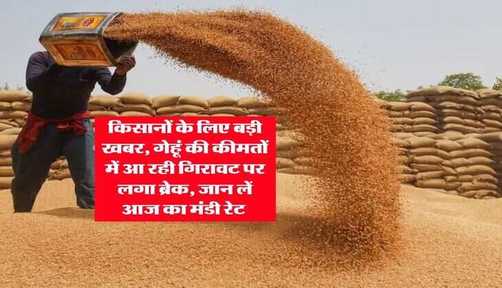 Wheat Rate : किसानों के लिए बड़ी खबर, गेहूं की कीमतों में आ रही गिरावट पर लगा ब्रेक, जान लें आज का मंडी रेट&nbsp;
