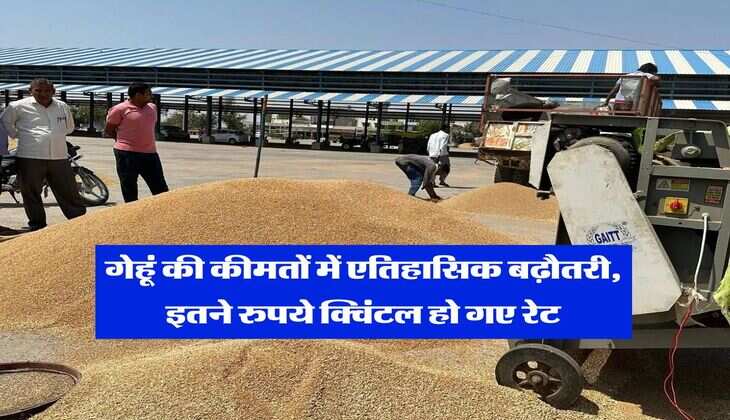 wheat price today : गेहूं की कीमतों में एतिहासिक बढ़ौतरी, इतने रुपये क्विंटल हो गए रेट