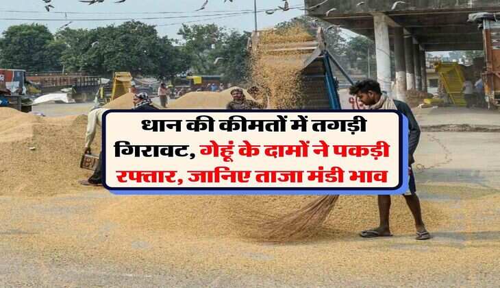 Mandi Bhav : धान की कीमतों में तगड़ी गिरावट, गेहूं के दामों ने पकड़ी रफ्तार, जानिए ताजा मंडी भाव