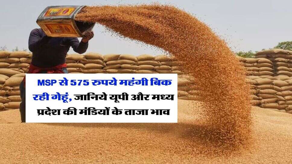 ​​​​​​Wheat Rate : MSP से 575 रुपये महंगी बिक रही गेहूं, जानिये यूपी और मध्य प्रदेश की मंडियों के ताजा भाव