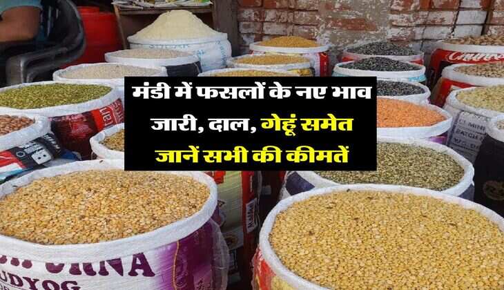 Mandi Bhav : मंडी में फसलों के नए भाव जारी,  दाल, गेहूं समेत जानें सभी की कीमतें