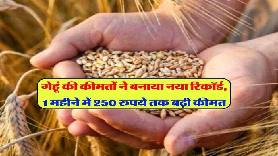गेहूं की कीमतों ने बनाया नया रिकॉर्ड, 1 महीने में 250 रुपये तक बढ़ी कीमत