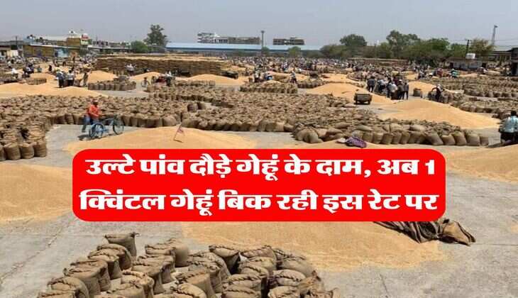 Gehu ka Bhav : उल्टे पांव दौड़े गेहूं के दाम, अब 1 क्विंटल गेहूं बिक रही इस रेट पर 