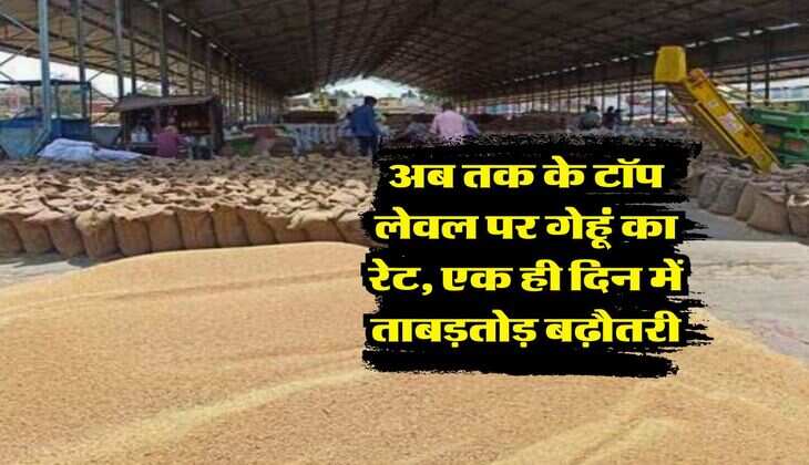 Gehu Ka Bhav : अब तक के टॉप लेवल पर गेहूं का रेट, एक ही दिन में ताबड़तोड़ बढ़ौतरी