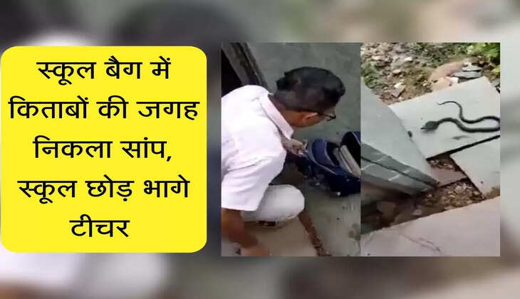 स्कूल बैग में किताबों की जगह निकला सांप, स्कूल छोड़ भागे टीचर&nbsp;