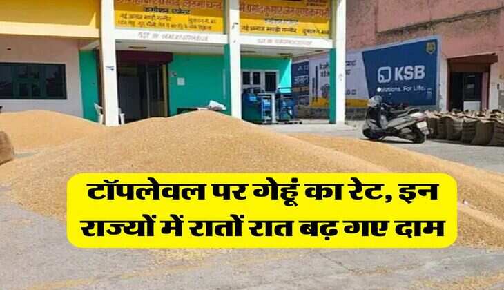 wheat rate 15 july 2025 : टॉपलेवल पर गेहूं का रेट, इन राज्यों में रातों रात बढ़ गए दाम