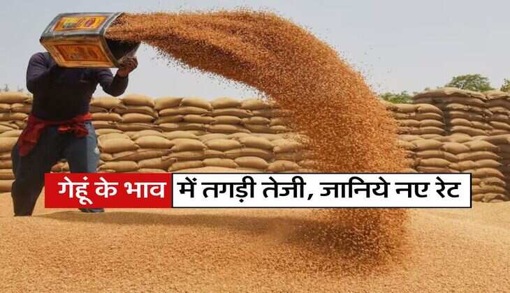 Gehu ka Bhav : गेहूं के भाव में तगड़ी तेजी, जानिये नए रेट