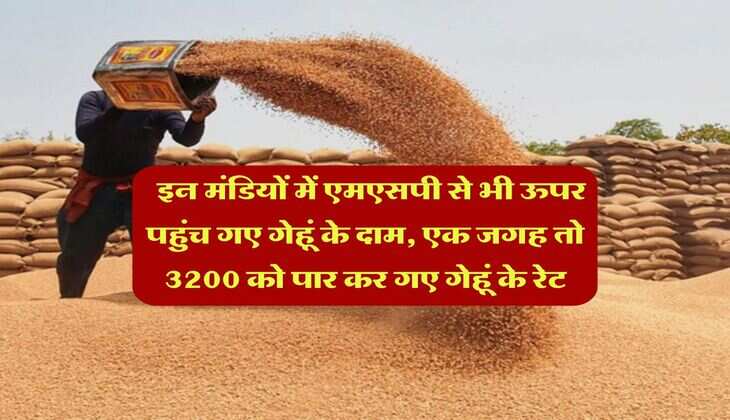 Wheat Rate Hike : इन मंडियों में एमएसपी से भी ऊपर पहुंच गए गेहूं के दाम, एक जगह तो 3200 को पार कर गए गेहूं के रेट
