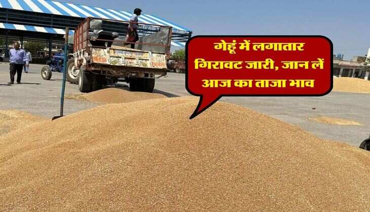 Gehu Mandi Rate : गेहूं में लगातार गिरावट जारी, जान लें आज का ताजा भाव&nbsp;