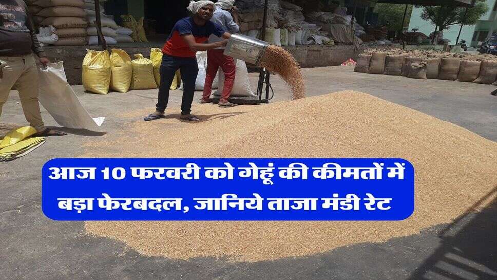 Wheat Rate Today : आज 10 फरवरी को गेहूं की कीमतों में बड़ा फेरबदल, जानिये ताजा मंडी रेट&nbsp;