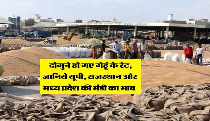Gehu Ka Bhav : दोगुने हो गए गेहूं के रेट, जानिये यूपी, राजस्थान और मध्य प्रदेश की मंडी का भाव 