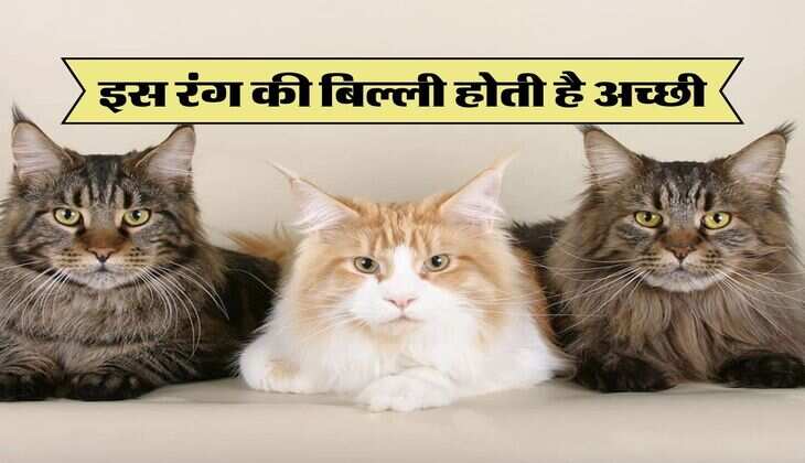 इस रंग की बिल्ली होती है अच्छी, जानिए इससे जुड़े शुभ-अशुभ संकेत