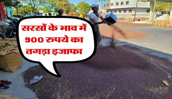 sarso ka bhav 9 july 2025 : सरसों के भाव में 900 रुपये का तगड़ा इजाफा